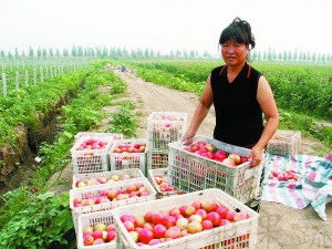 农产品滞销现象成因分析与应对策略