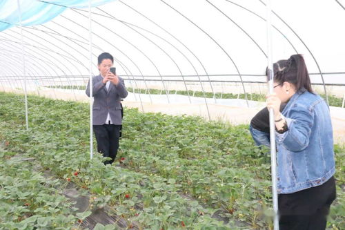 电商为农业插上翅膀 破解农产品销售难题的新路径