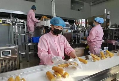 鲜食玉米变身“金棒棒”，科技赋能产业链，助力农民增收致富