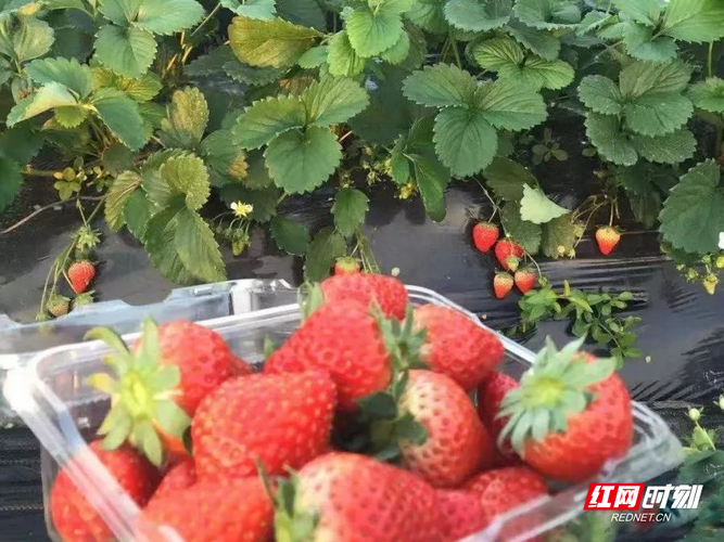 资兴三都镇 “早春行动”破冰农产品销售难题