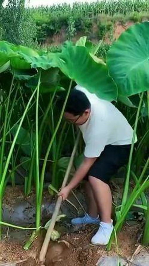 优质农产品的销售策略与未来展望