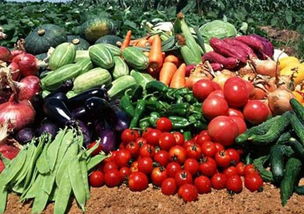 农产品销路困局解决方案 突破中间差价壁垒